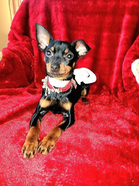 Prager Rattler   weiblich abgabebereit