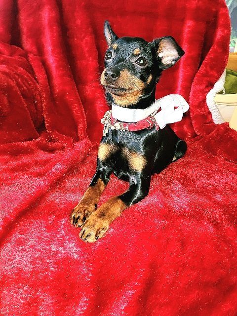 Prager Rattler   weiblich abgabebereit