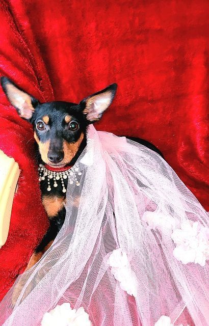 Prager Rattler   weiblich abgabebereit