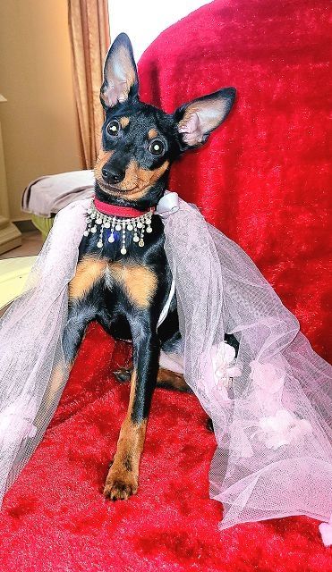 Prager Rattler   weiblich abgabebereit