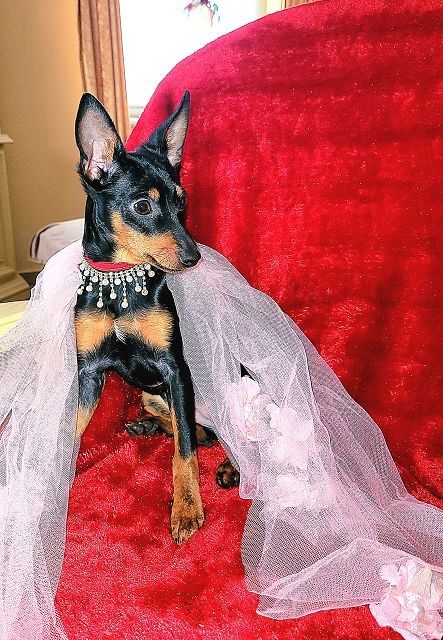 Prager Rattler   weiblich abgabebereit