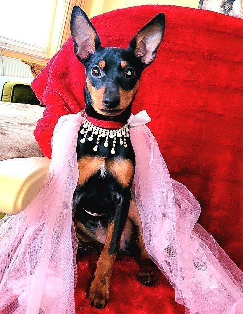 Prager Rattler   weiblich abgabebereit