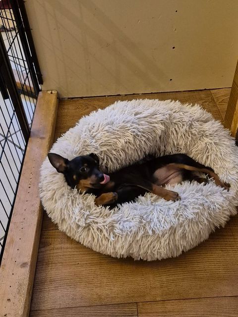 Prager Rattler   weiblich abgabebereit