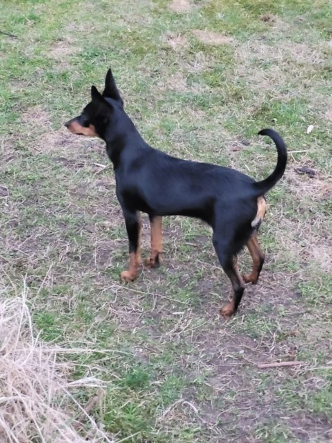 Prager Rattler   weiblich abgabebereit