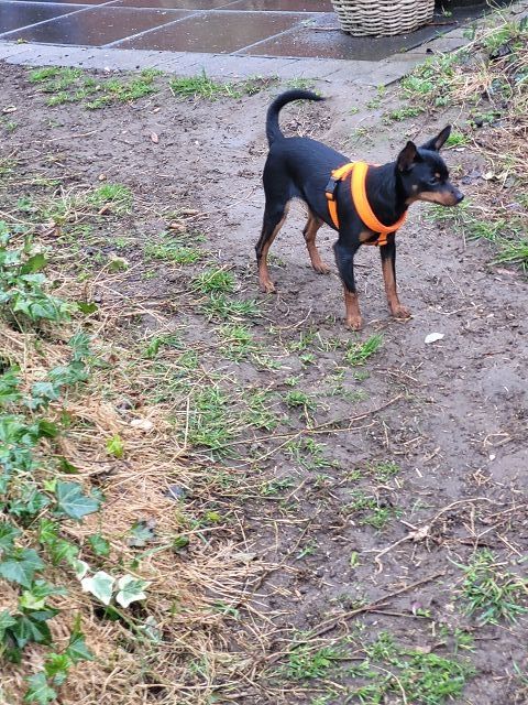 Prager Rattler   weiblich abgabebereit