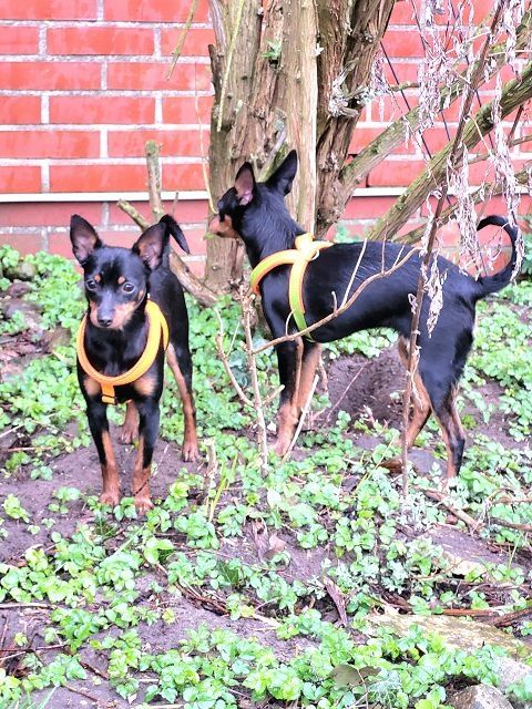 Prager Rattler   weiblich abgabebereit