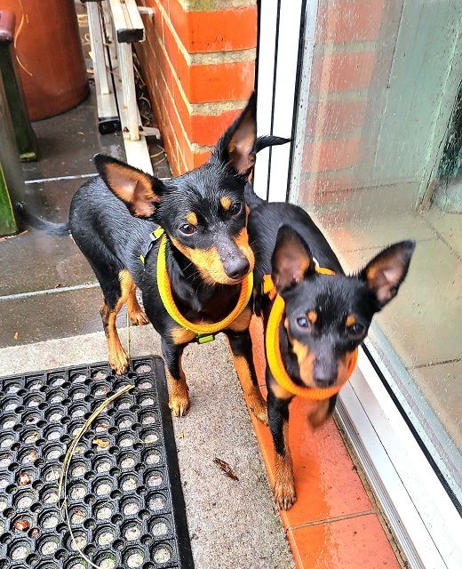 Prager Rattler   weiblich abgabebereit