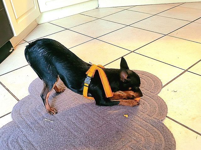 Prager Rattler   weiblich abgabebereit