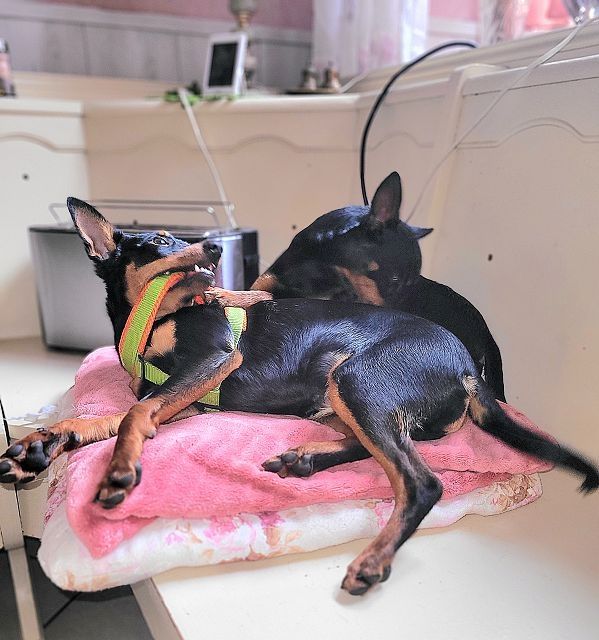 Prager Rattler   weiblich abgabebereit