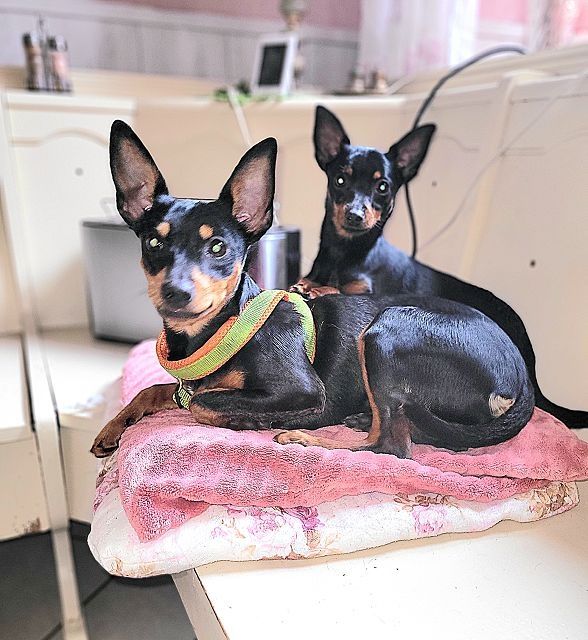 Prager Rattler   weiblich abgabebereit