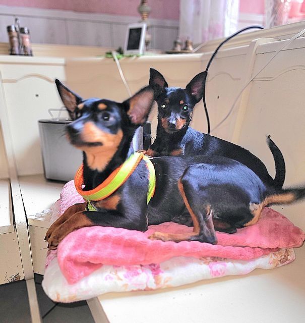 Prager Rattler   weiblich abgabebereit