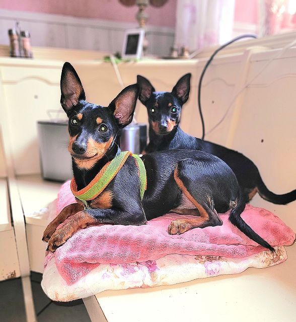 Prager Rattler   weiblich abgabebereit