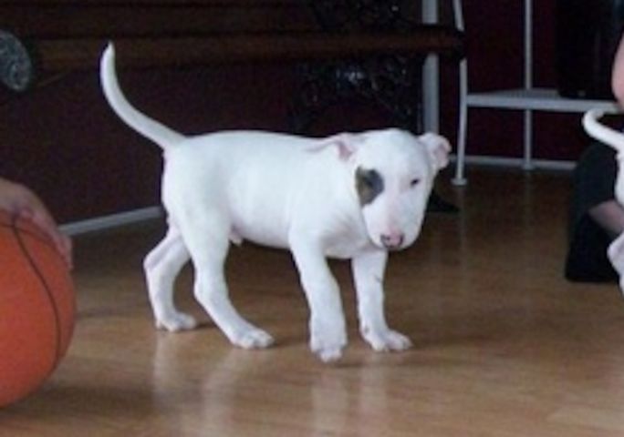 Mini Bull Terrier welpen m w