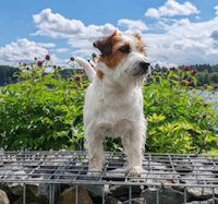 seankeshi6 Profilbild