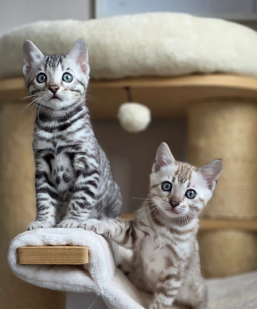 Unsere Bengalkätzchen sind gut erzogen und bestens sozialisiert