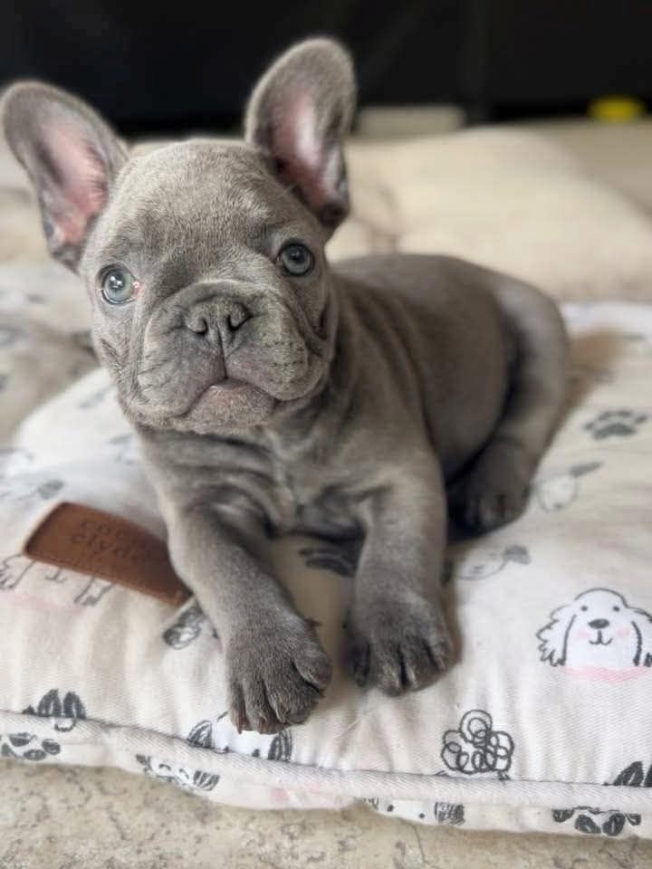 Winzige Französische Bulldoggenwelpen