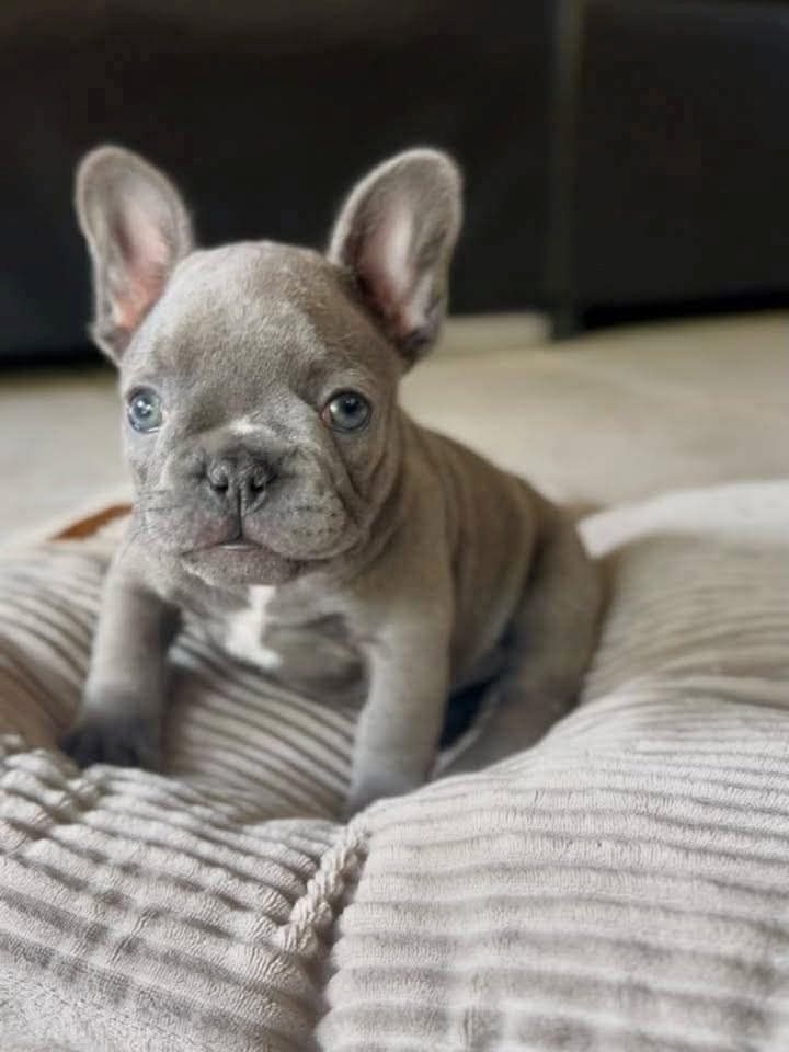 Winzige Französische Bulldoggenwelpen