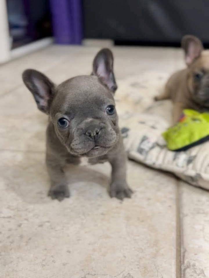 Winzige Französische Bulldoggenwelpen