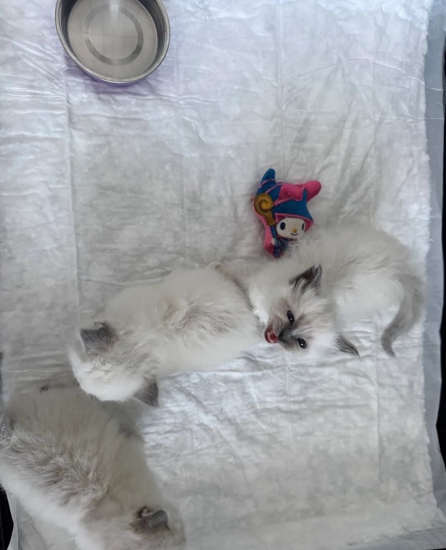 Unsere Birma-Kätzchen sind gut erzogen und bestens sozialisiert.