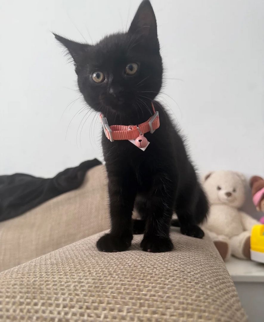 Unsere Bombay-Kätzchen sind gut erzogen und bestens sozialisiert