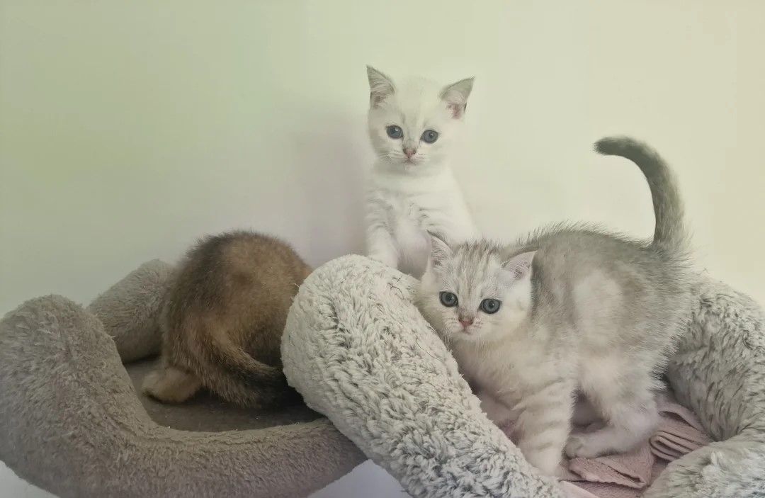 Unsere Britisch Kurzhaar-Kätzchen sind gut erzogen und bestens sozialisiert.