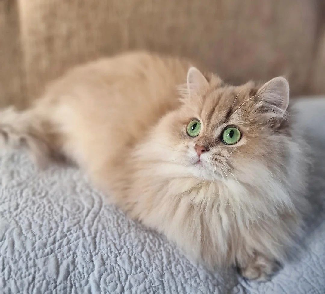 Unsere Britisch Langhaar-Kätzchen sind gut erzogen und bestens sozialisiert