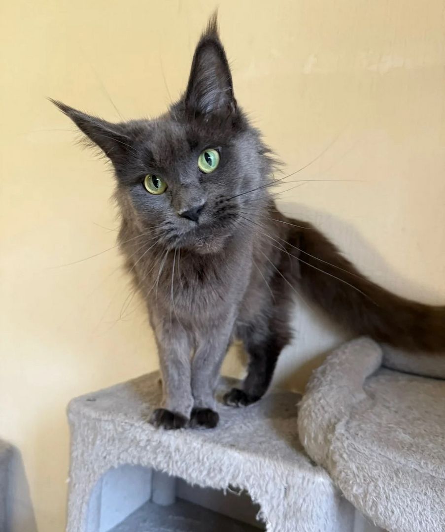 Unsere Maine-Coon-Kätzchen sind gut erzogen und bestens sozialisiert