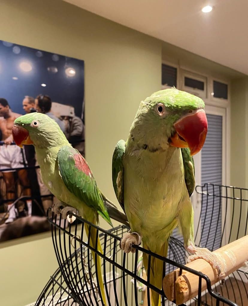 A1 Alexandersittich Halsbandsittiche abzugebe