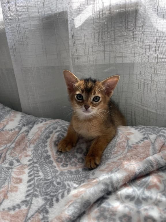 Wunderschöne Abessinierkätzchen