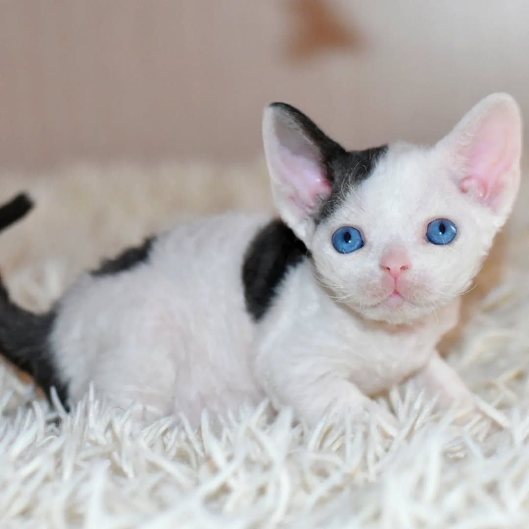 Niedliche Devon Rex-Kätzchen