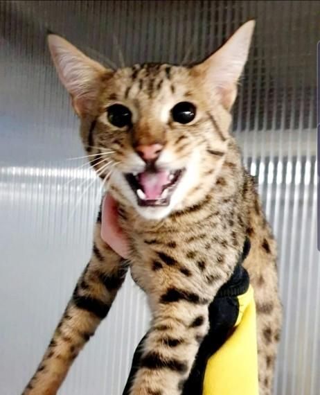 Savannah-Kätzchen (männlich und weiblich) abzugeben