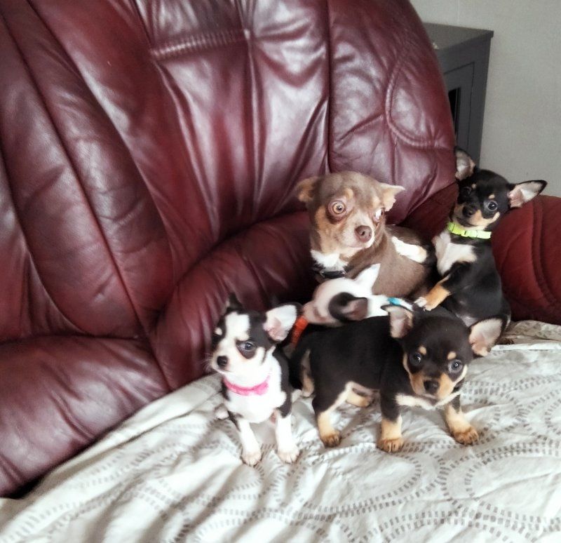 Chihuahua-Welpen zu verkaufen