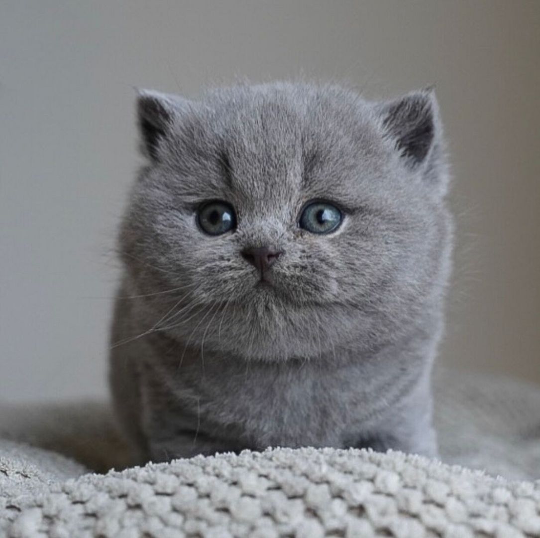 Wunderschöne Britisch Kurzhaar-Katzen abzugeben