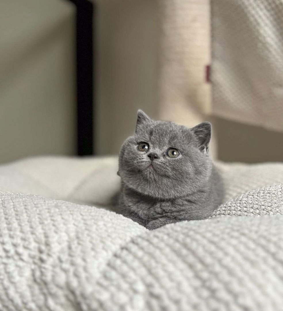 Wunderschöne Britisch Kurzhaar-Katzen abzugeben