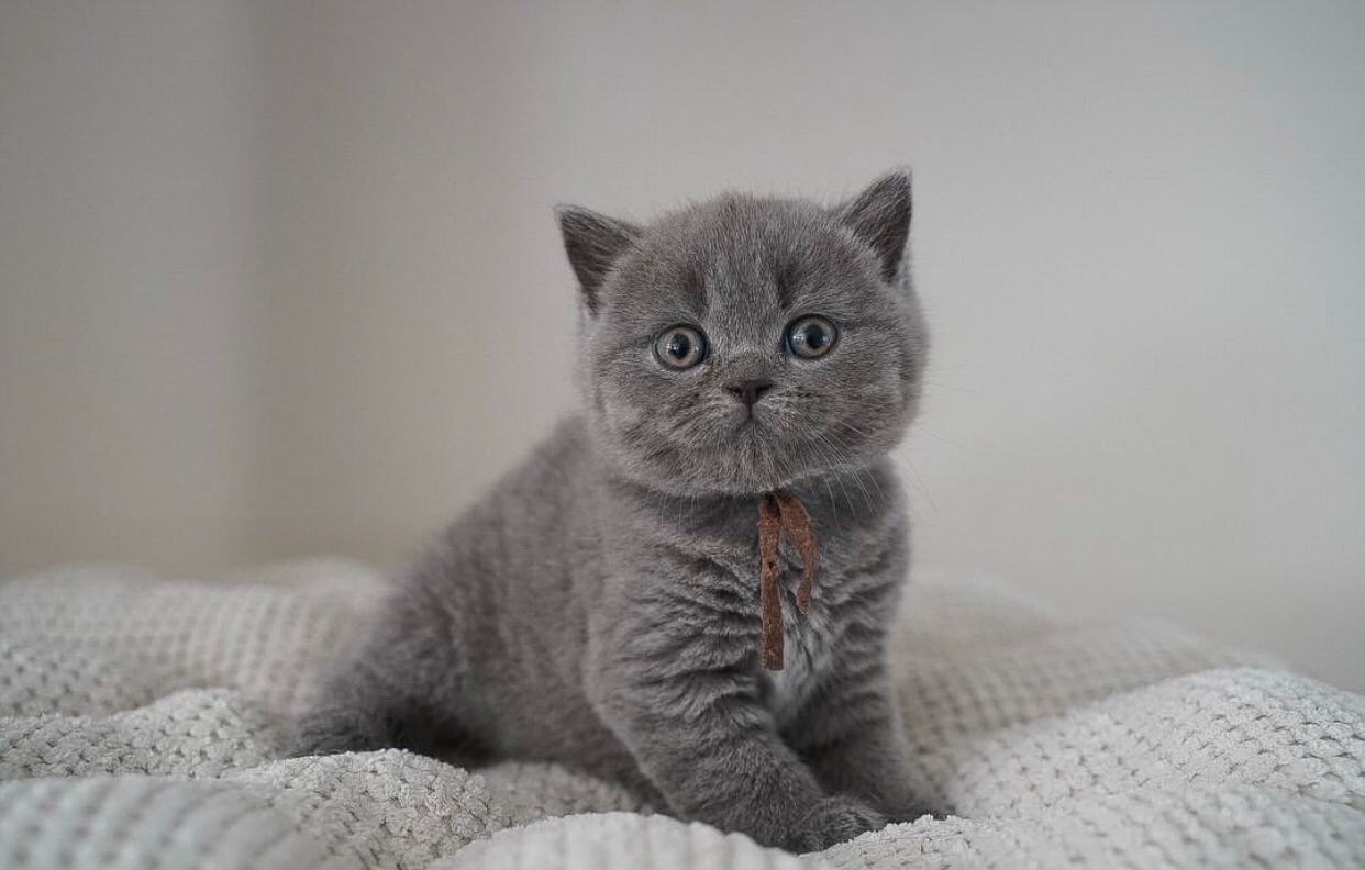 Britisch Kurzhaar online kaufen