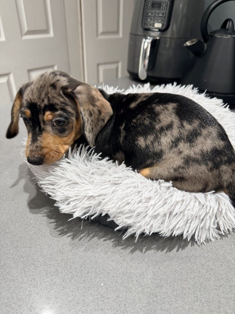 Wunderschöne Dackelwelpen zu verkaufen