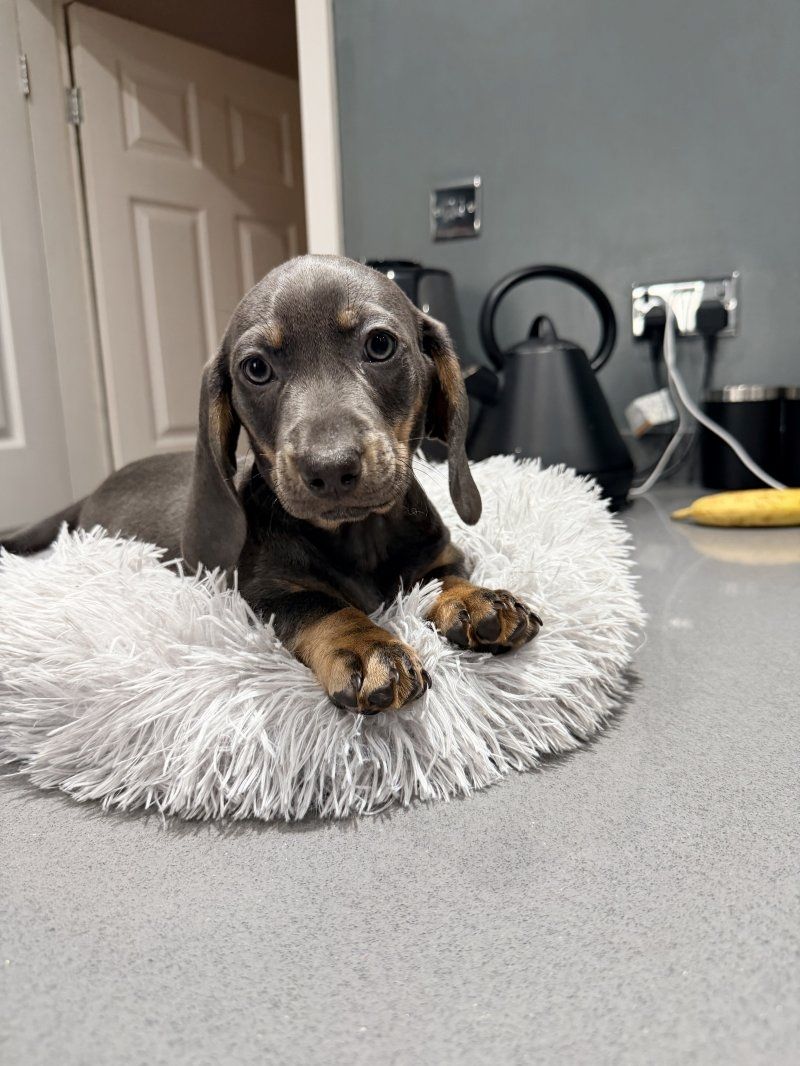 Wunderschöne Dackelwelpen zu verkaufen