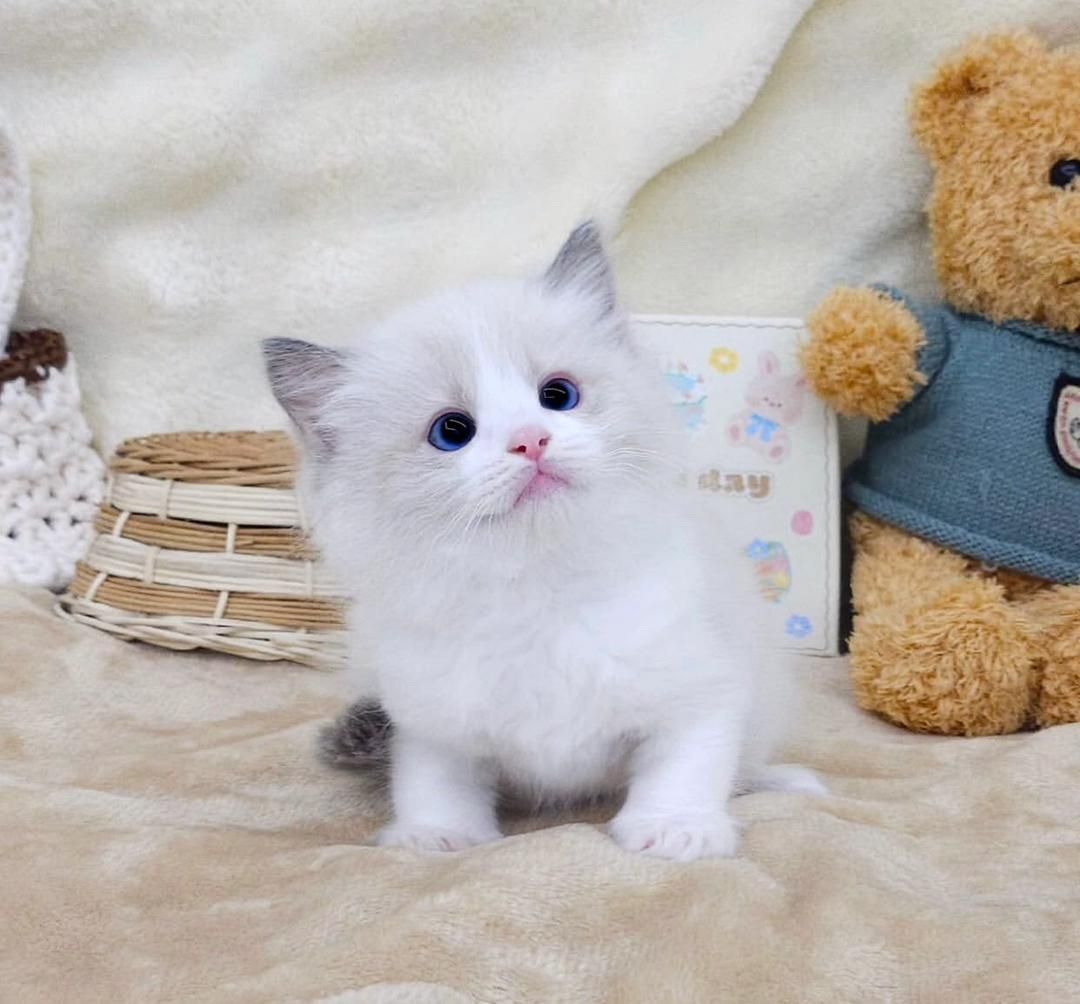 Wunderschöne Ragdoll-Kätzchen abzugeben