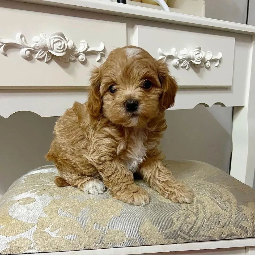 Bezaubernde Maltipoo-Welpen