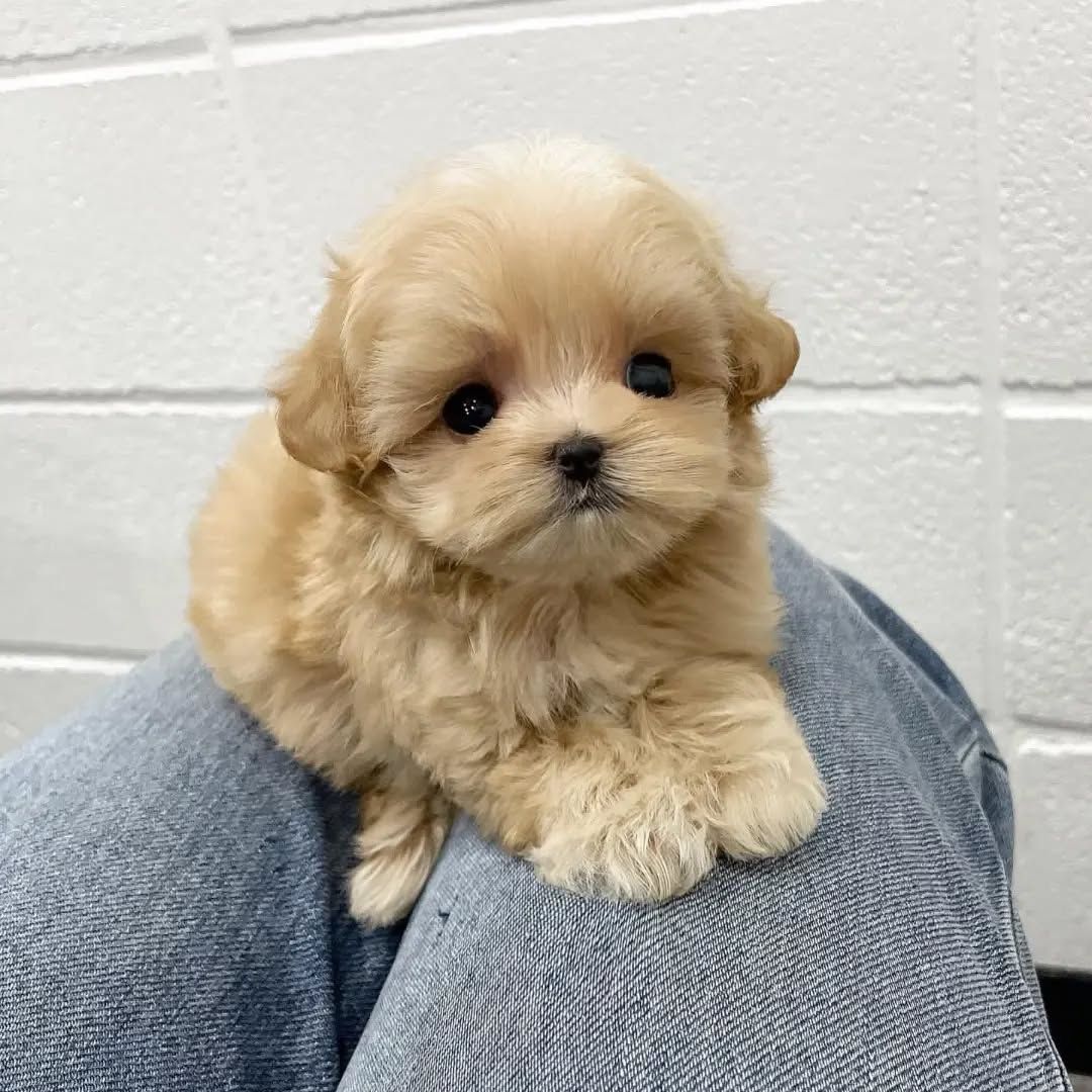 Bezaubernde Maltipoo-Welpen