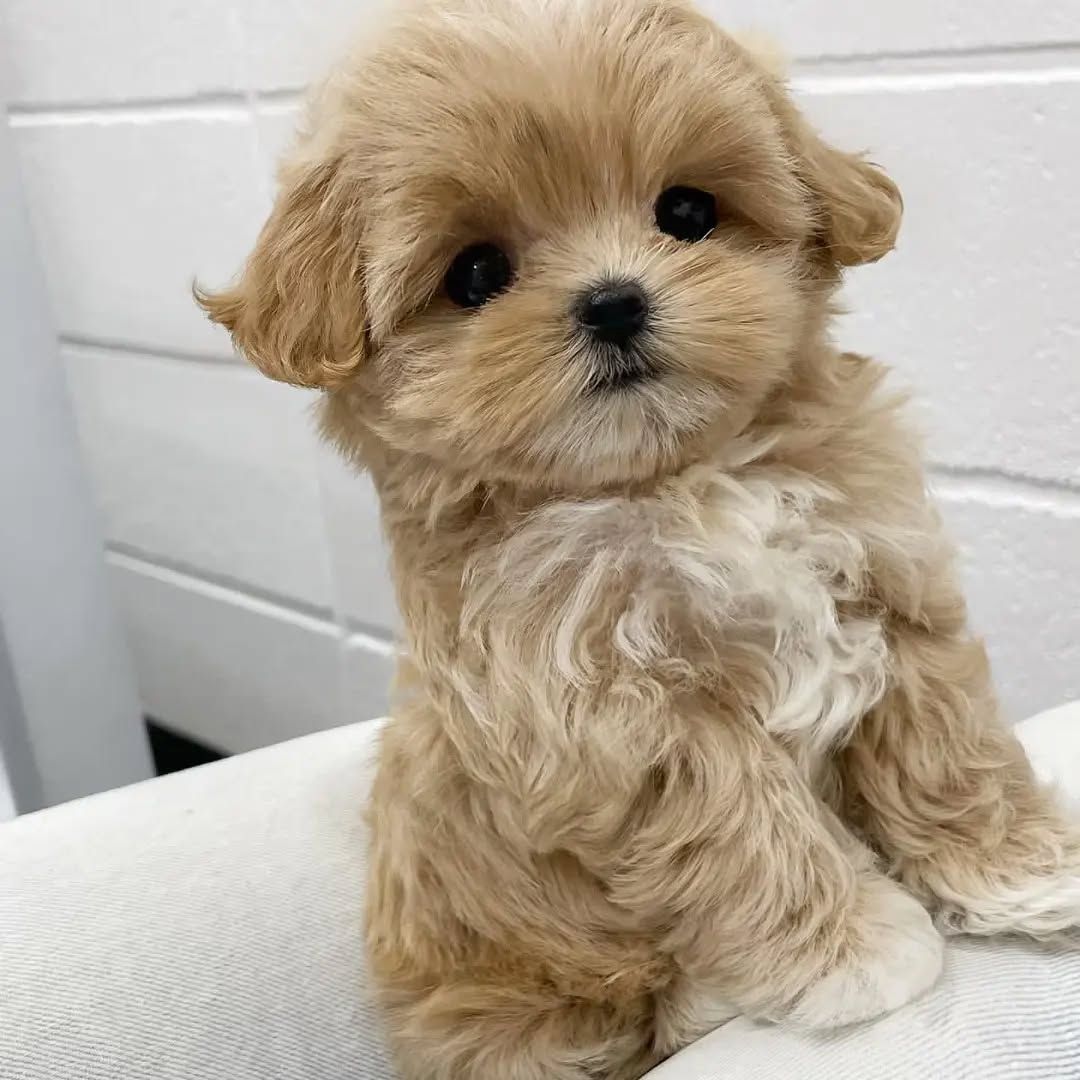 Bezaubernde Maltipoo-Welpen