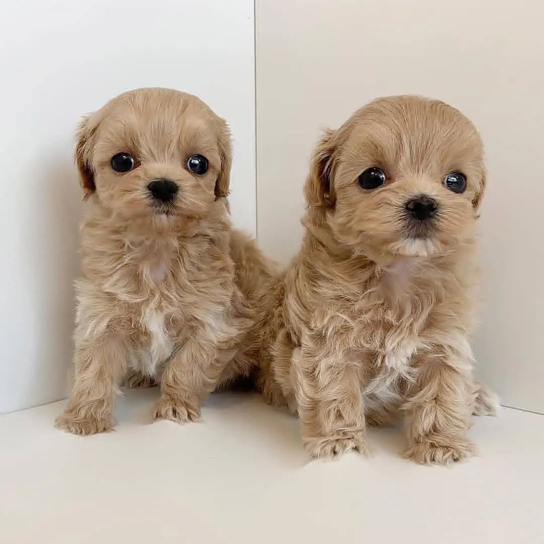 Bezaubernde Maltipoo-Welpen