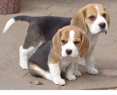 Beagle welpen