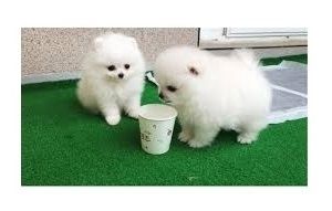 MINI POMERANIAN ZWERGSPITZ BOO WELPEN ZUM VERSCHENKEN