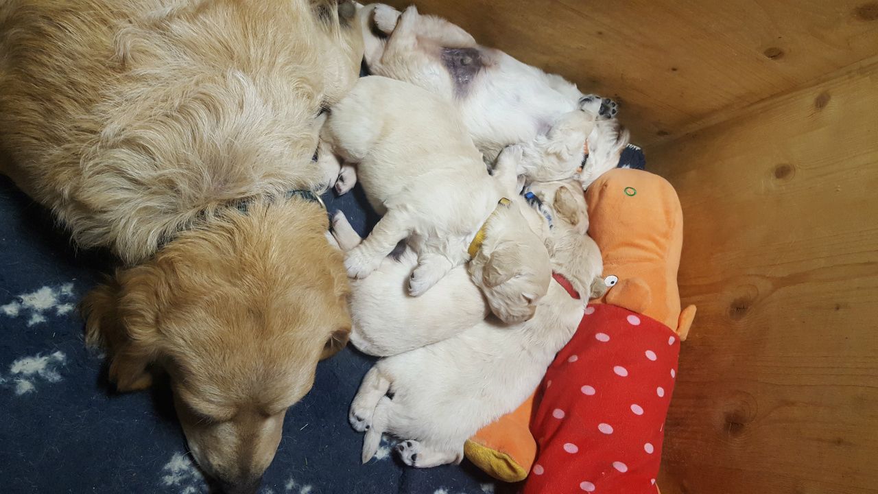 Golden-Retriever-Welpen aus liebevoller Hobbyzucht.
