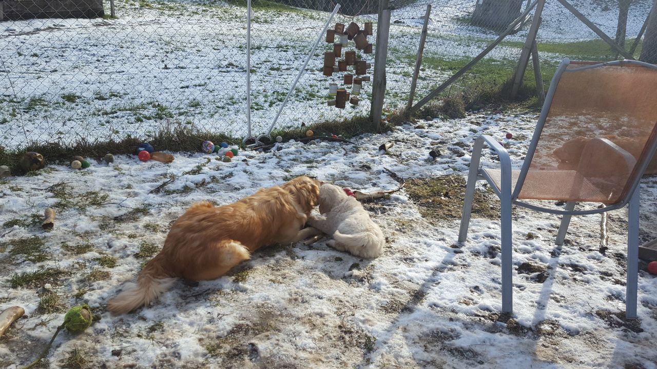 Golden-Retriever-Welpen aus liebevoller Hobbyzucht.