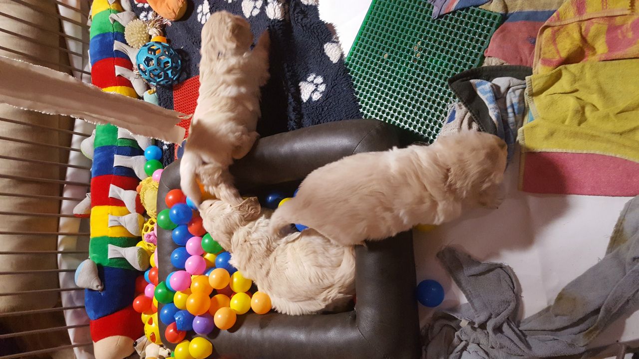 Reinrassige Golden-Retriever-Welpen suchen ein neues Zuhause!