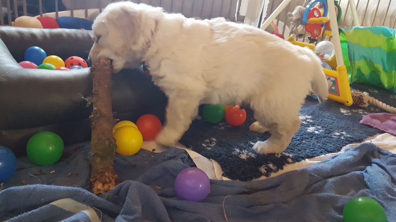 Reinrassige Golden-Retriever-Welpen suchen ein neues Zuhause!