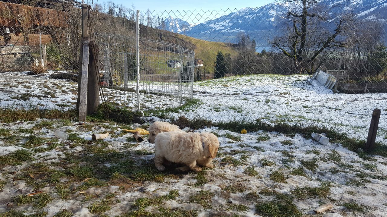 Reinrassige Golden-Retriever-Welpen suchen ein neues Zuhause!