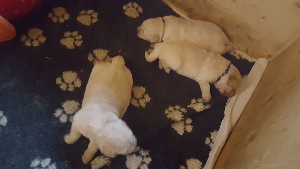 Golden-Retriever-Welpen suchen ein neues Zuhause